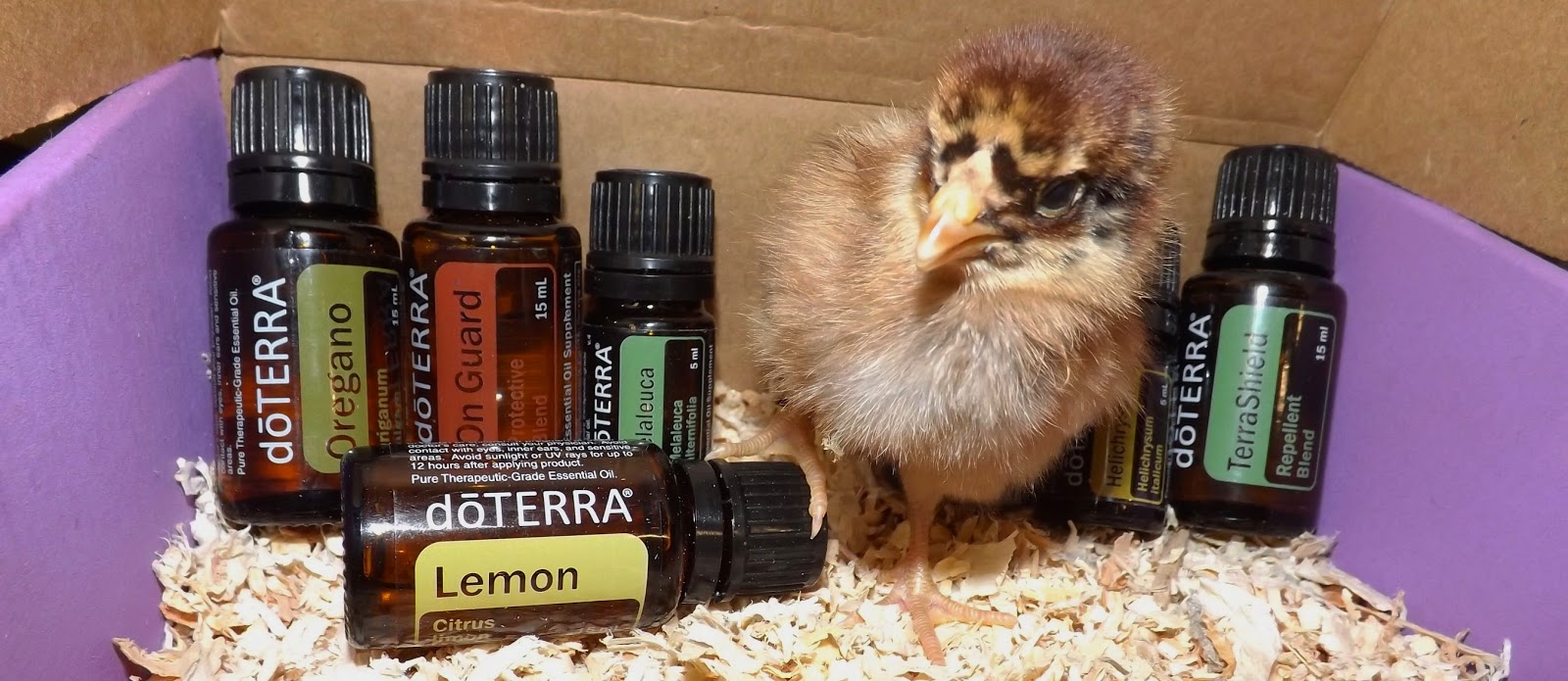 The Centauride Essential Oils for Poultry Health