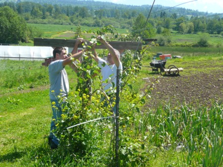 Kiwi Trellis