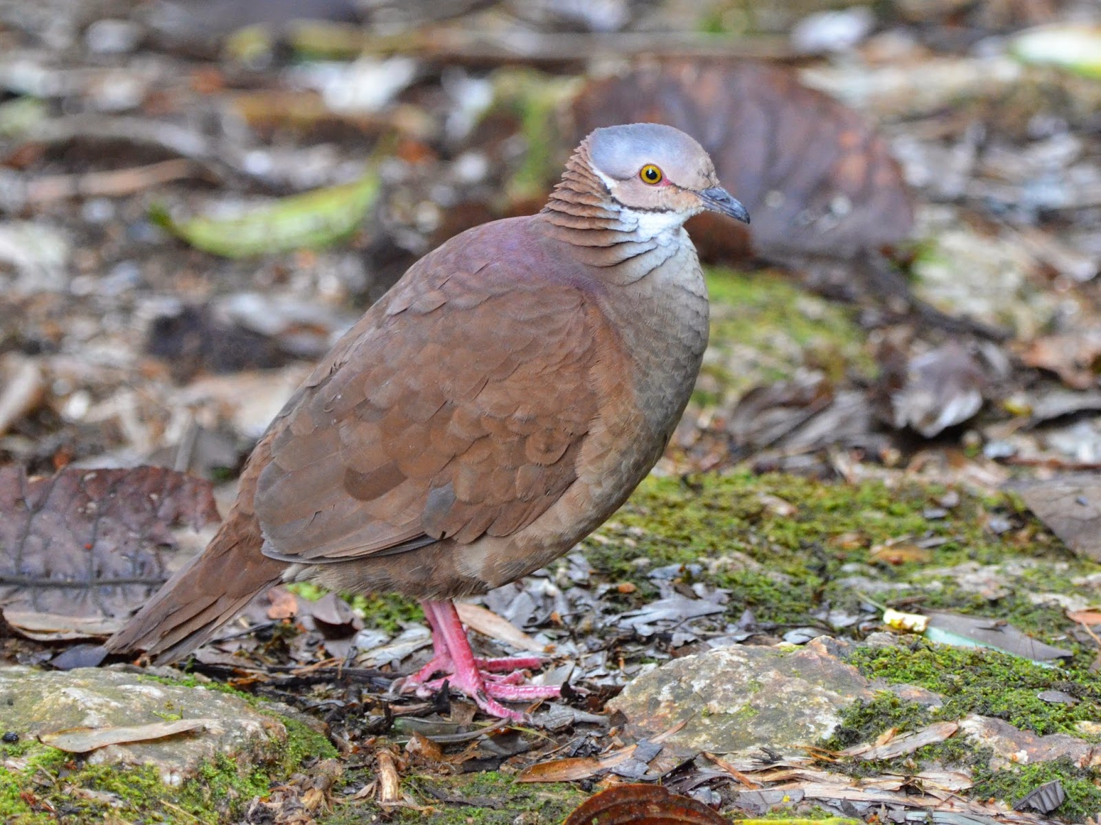 White-Throated Quail-Dove, Geotrygon frenata