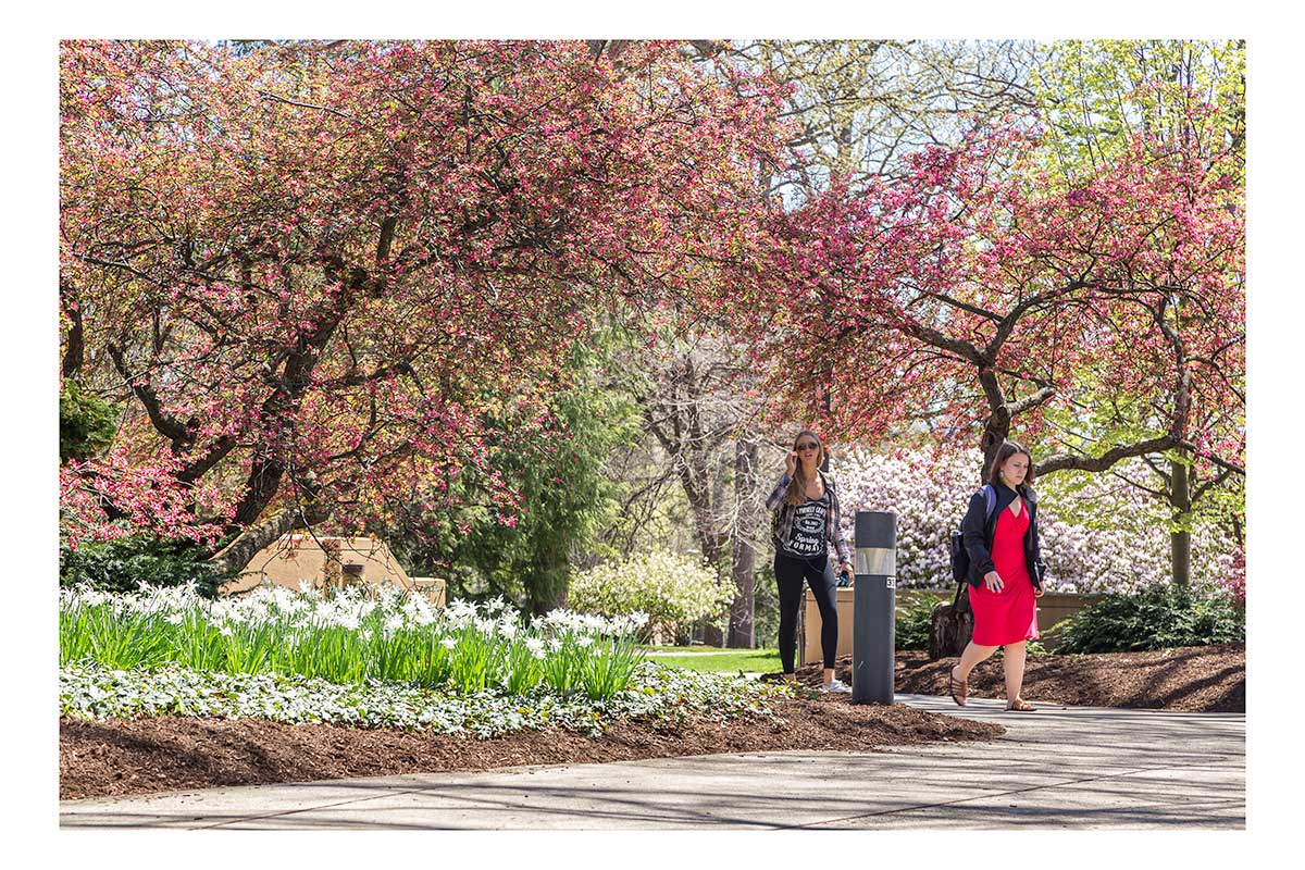 seldom seen Flowers and Blossoms