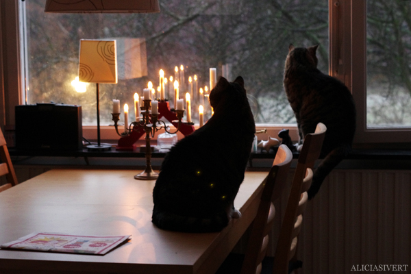 kattmorgon, Alicia Sivertsson aliciaisvert, alicia sivert, alicia sivertsson, katt, katter, cat, cats, jul, advent, morgon, gryning, dawn, morning, christmas