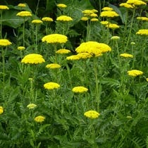 Piante e fiori: aprile 2014 Piante perenni per giardino roccioso