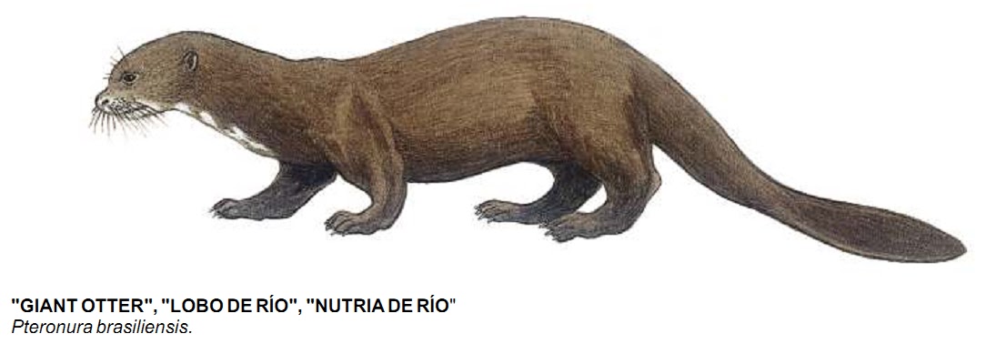 25 LEY 19 1994 25 ley 19 1994:
