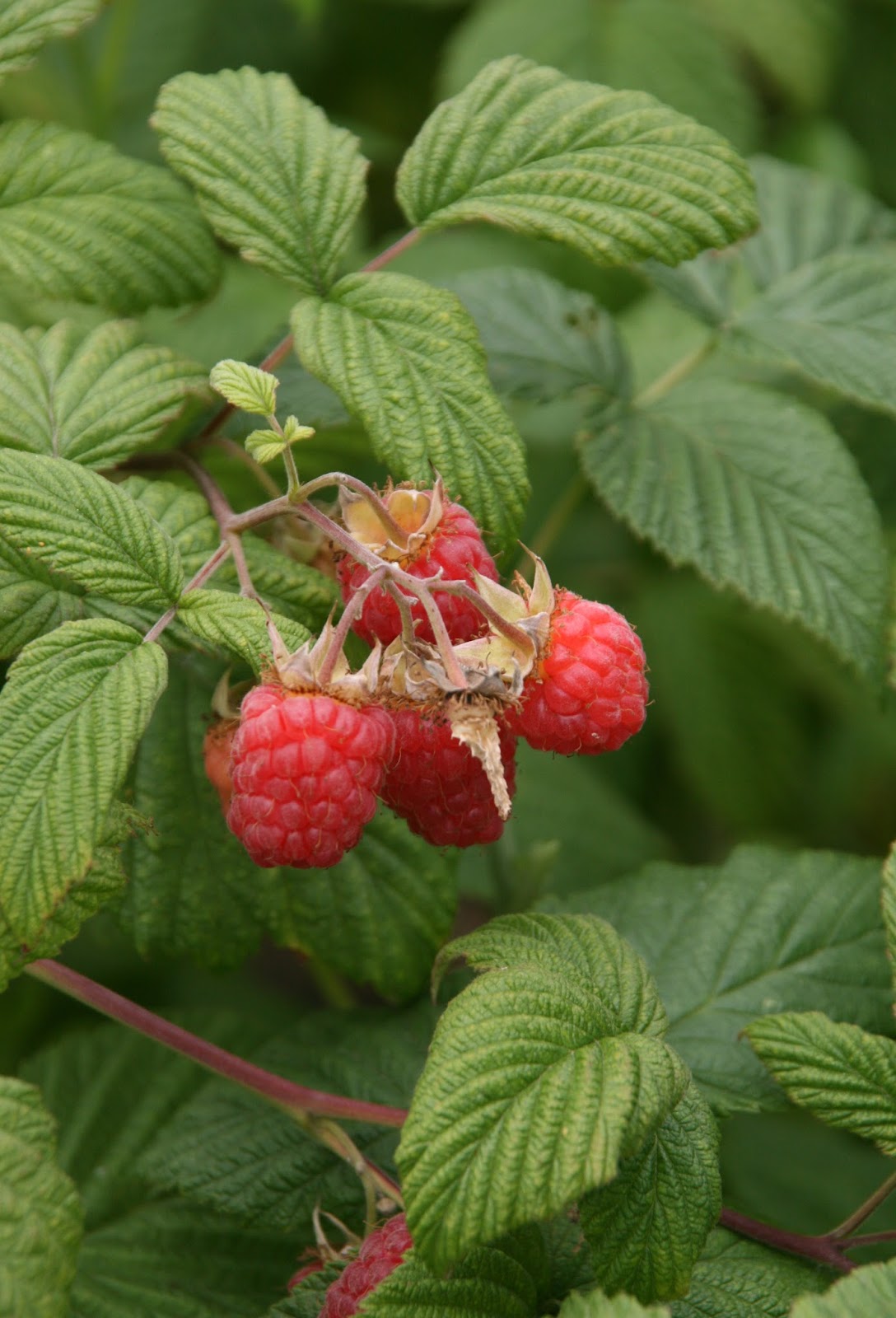 Finding the extraordinary in the ordinary Snoqualmie Ice Cream Farm in