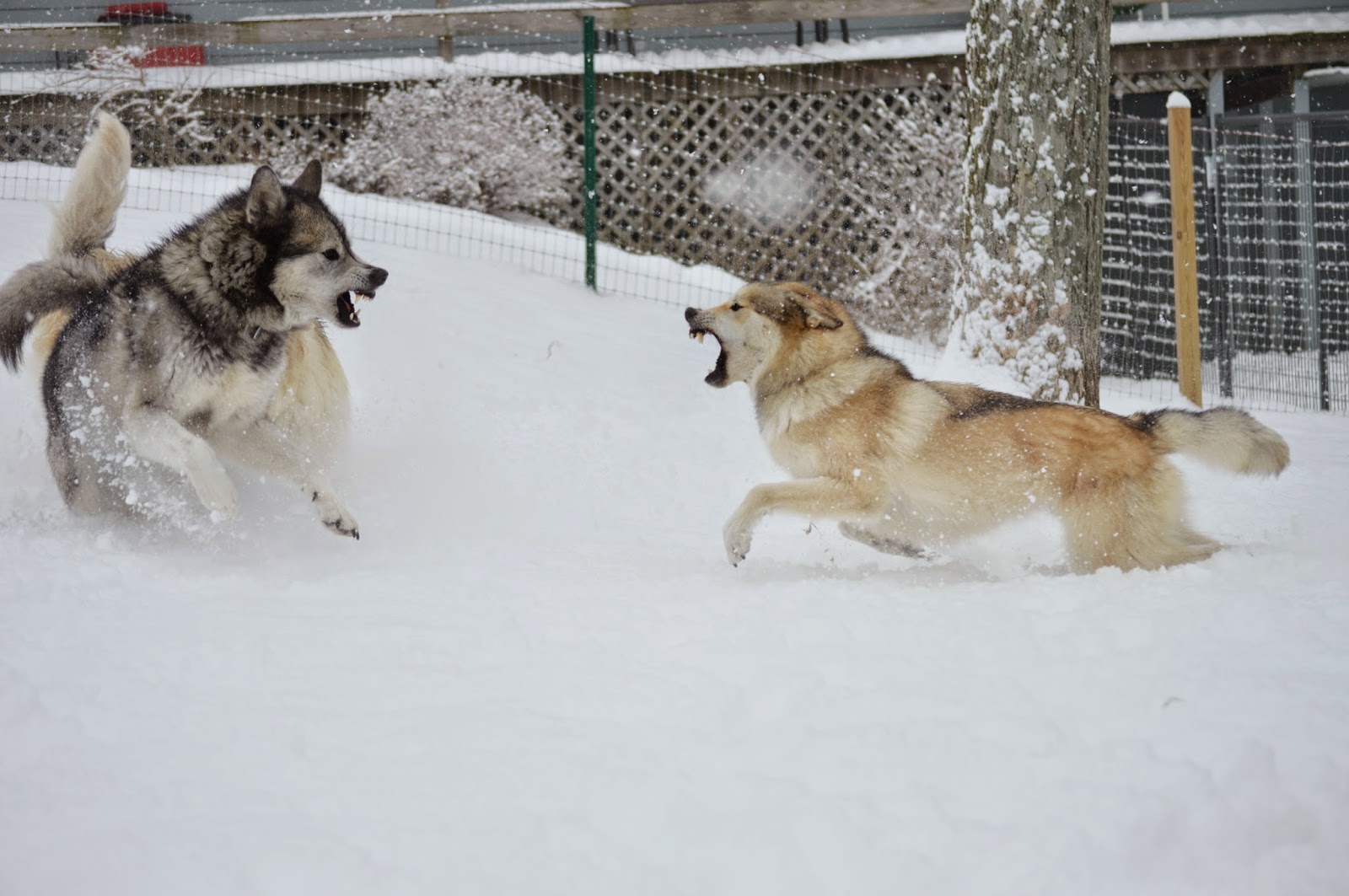 wolfdogs playing