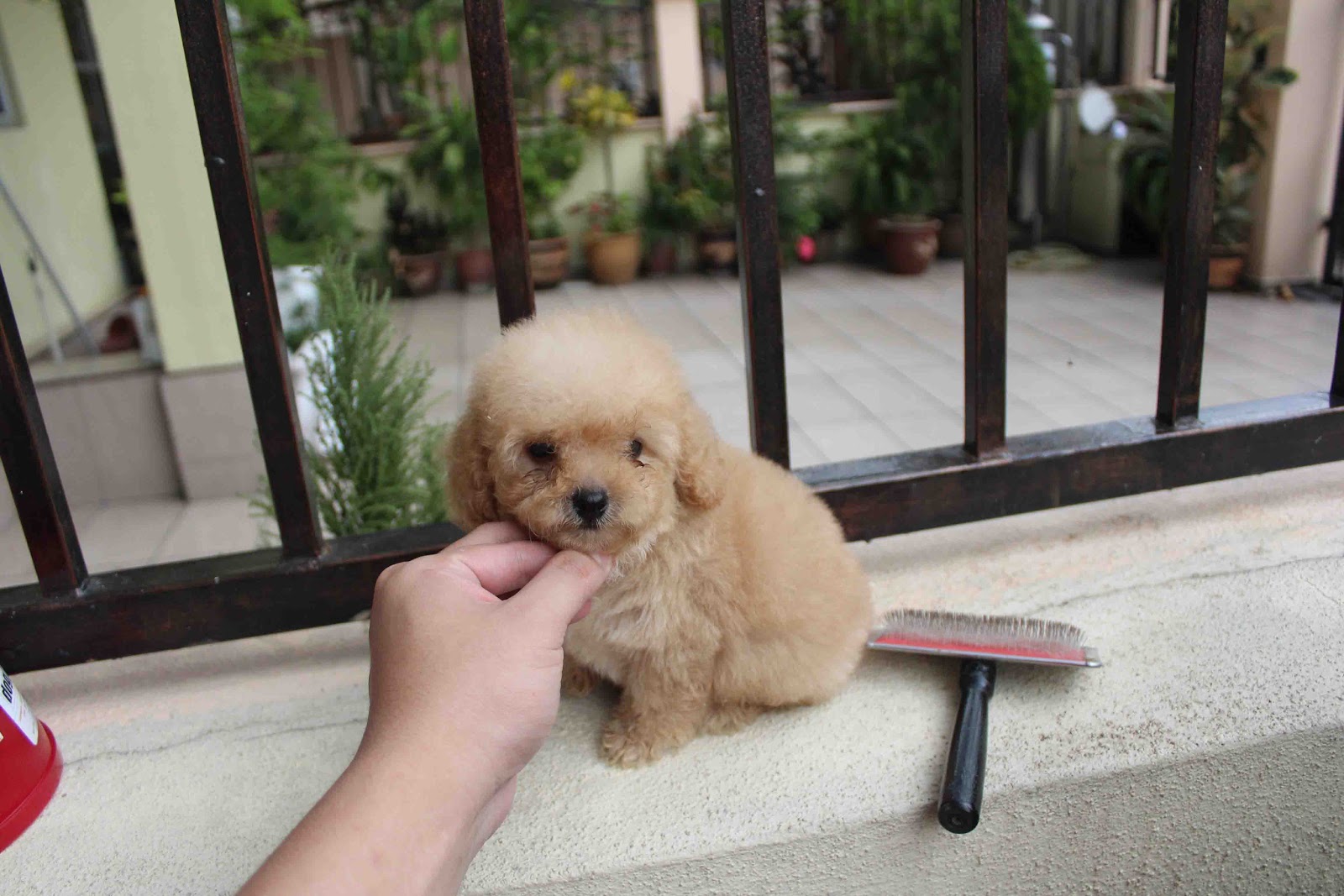 LovelyPuppy Apricot Toy Poodle PuppyRM599 ONLY!!!