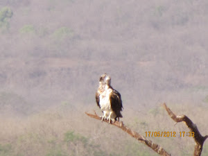 Migratory and rare Osprey:- Photo Mr Samir.Gulavane.