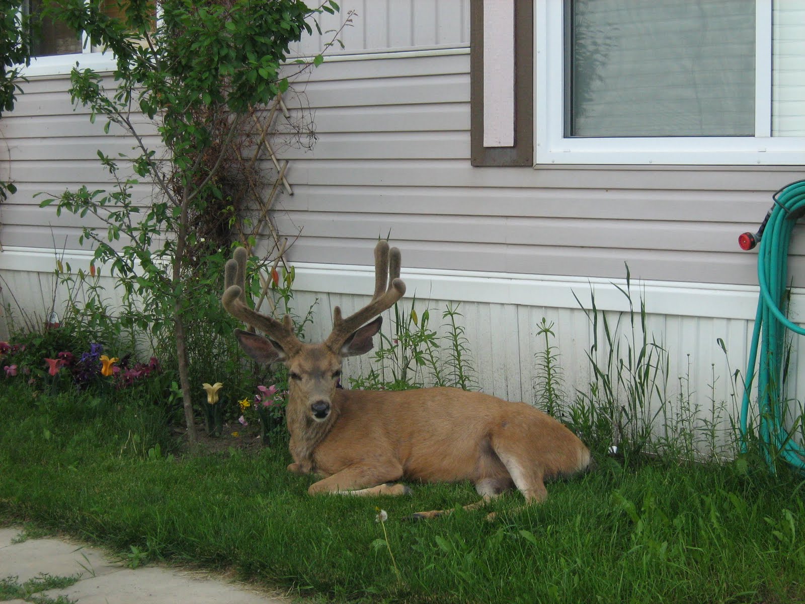 Neti's Fine Crafts Sparwood,BC