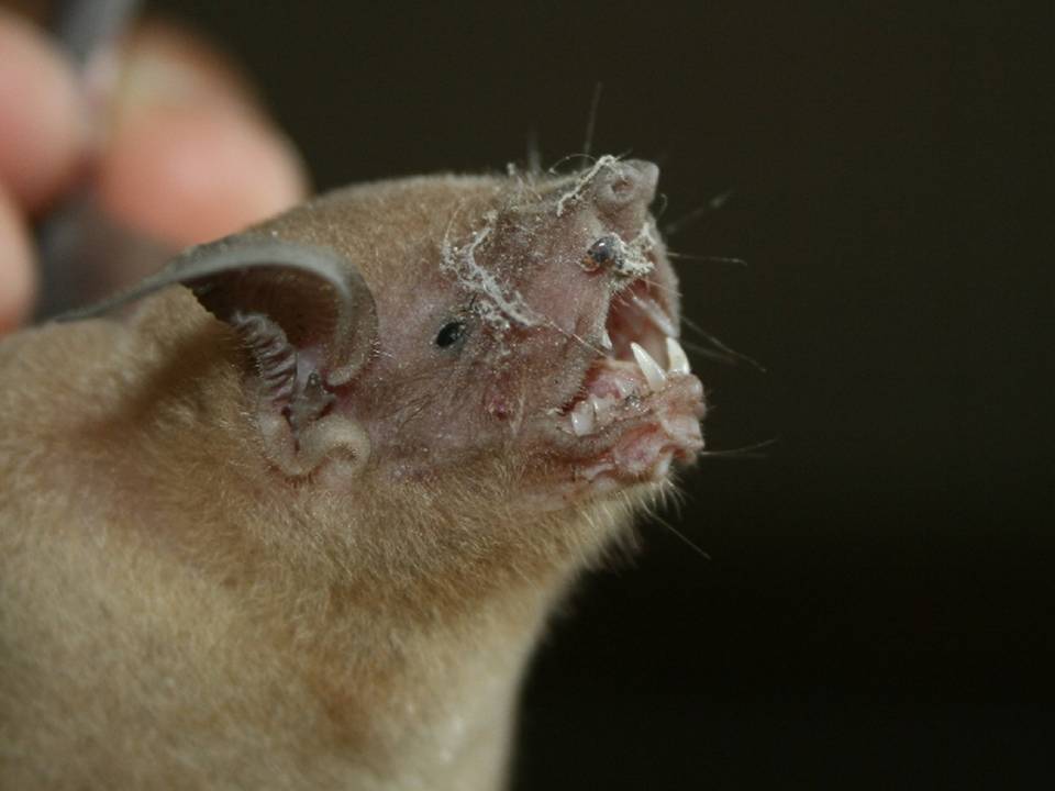 Bulldog Bat The Most Dangerous Bats The Wildlife