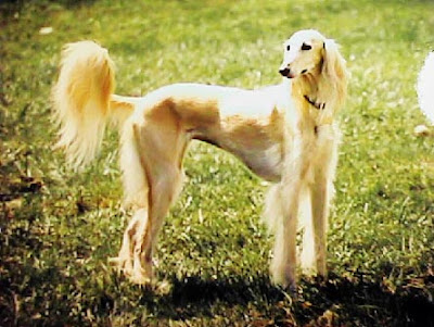 Saluki Dog Breed Pictures