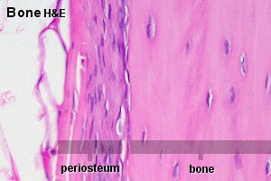 Salisbury's Graduate Histology: Bone and practice practicals