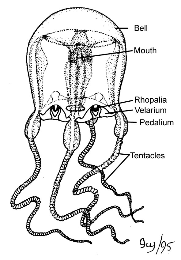 diagram of jelly fish real monstrosities box jellyfish diagram of jelly fish real monstrosities box jellyfish
