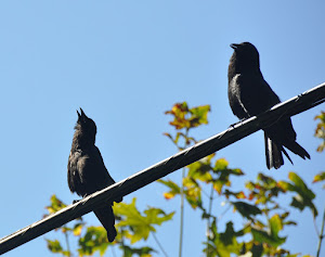 Singing in the sunshine