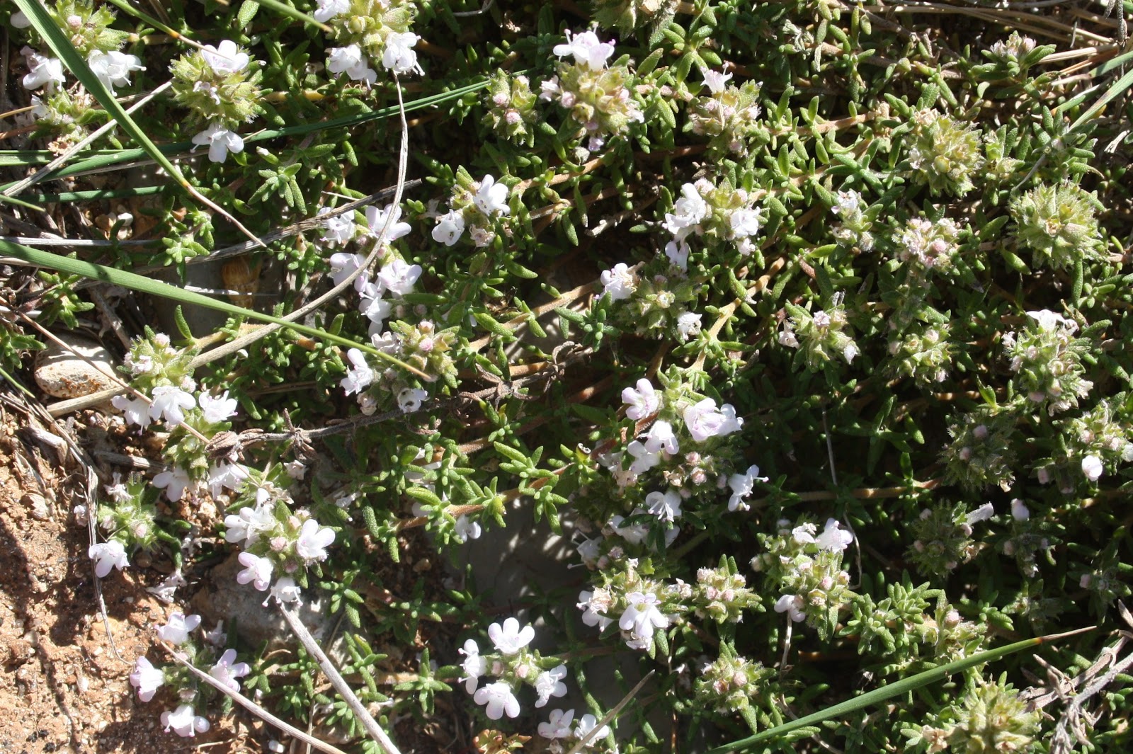 Plantas Beleza e Diversidade Tomilhinha (Thymus zygis ssp. sylvestris
