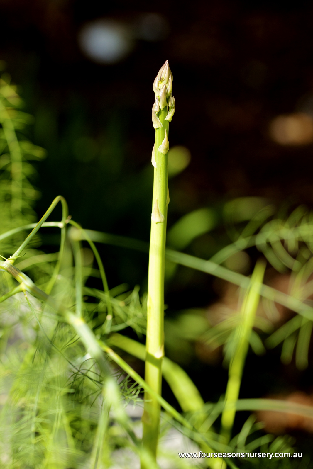 Four Seasons Nursery Grow Like a Pro no. 3 How to grow succulent
