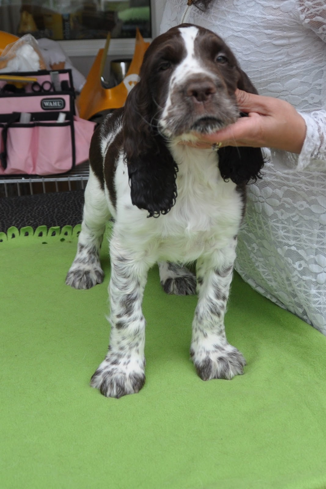 trimere english springer spaniels