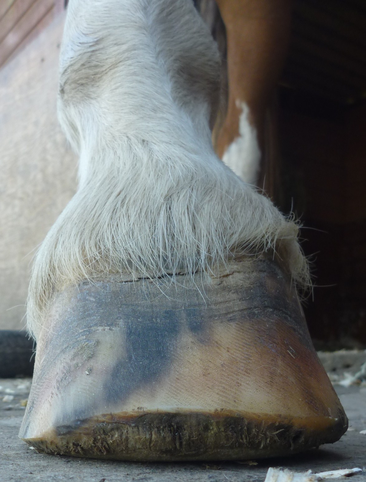Barefoot Horse Blog: Hoof Reading 2