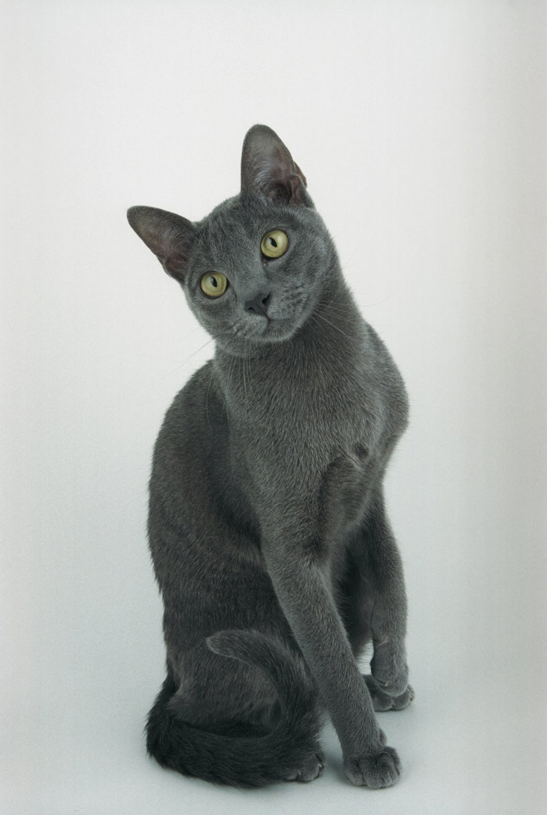 Korat Gatos de Raça TUDO GATO Pra quem é curioso como eles…