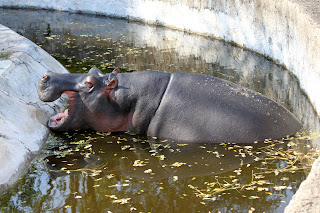 Бегемот в зоопарке Хайдарабада
