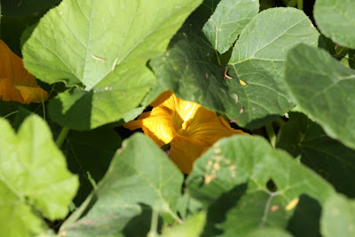 Canon 5D Mark III Pumpkin Blossom Canon 5D Mark III Pumpkin Blossom