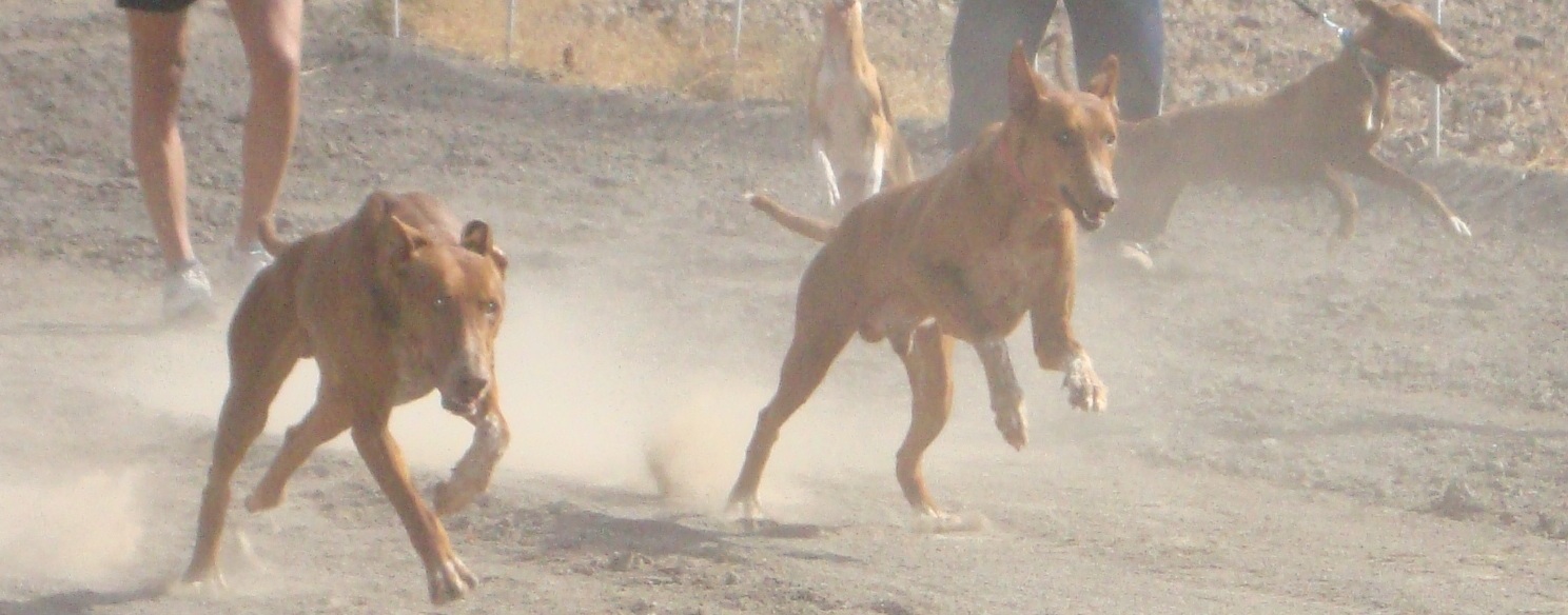 carreras de perros en fuerteventura