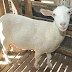 Beternak Kambing Perah, Hewan Dwifungsi Yang Mulai Dilirik Banyak Orang