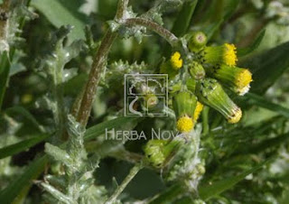 Senecio vulgaris