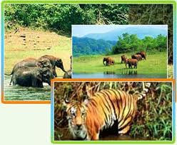 exotic wild life in kerala is worth visiting during your holiday tour in kerala