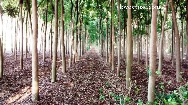trees essay in marathi Marathi essay importance of forests and trees, marathi forest, , , translation, human translation, automatic translation. trees essay in marathi Marathi essay importance of forests and trees, marathi forest, , , translation, human translation, automatic translation.