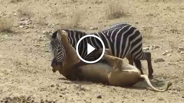 Zebra Aslanı Isırıp Elinden Kurtuluyor