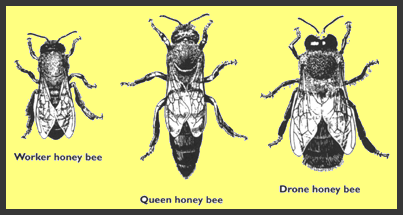 Worker Bee, Queen Bee, and Drone Bee