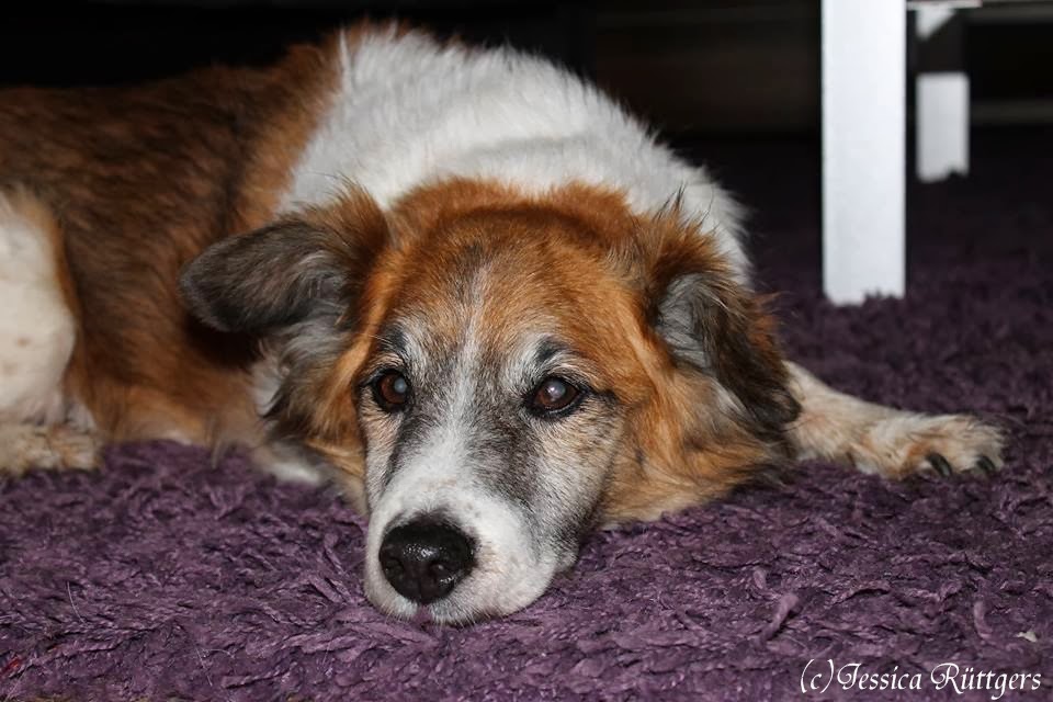 Fotografie ist meine zweite Sprache. Dein Treuer Hund