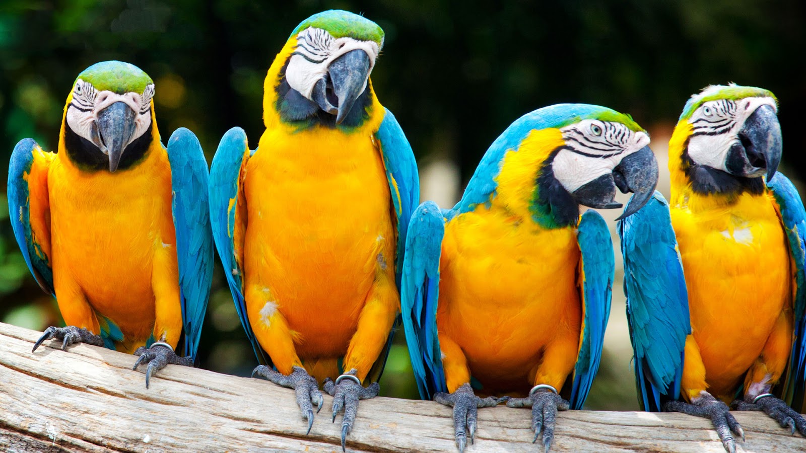 Macaw Parrot HD Wallpapers (High Definition) Free Background