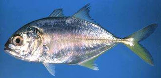 Caranx sexfasciatus Caranx sexfasciatus