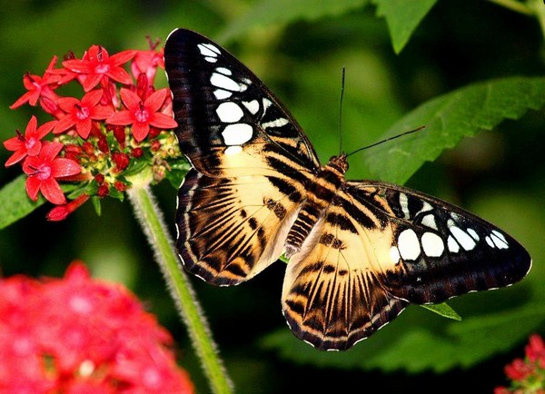 Desktop HD Butterfly Wallpaper Full Widescreen