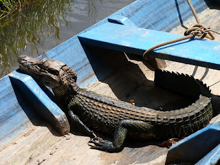 Alligator/