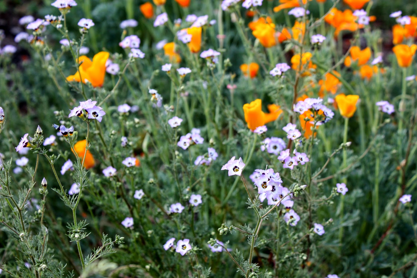 Bakersfield Native Garden