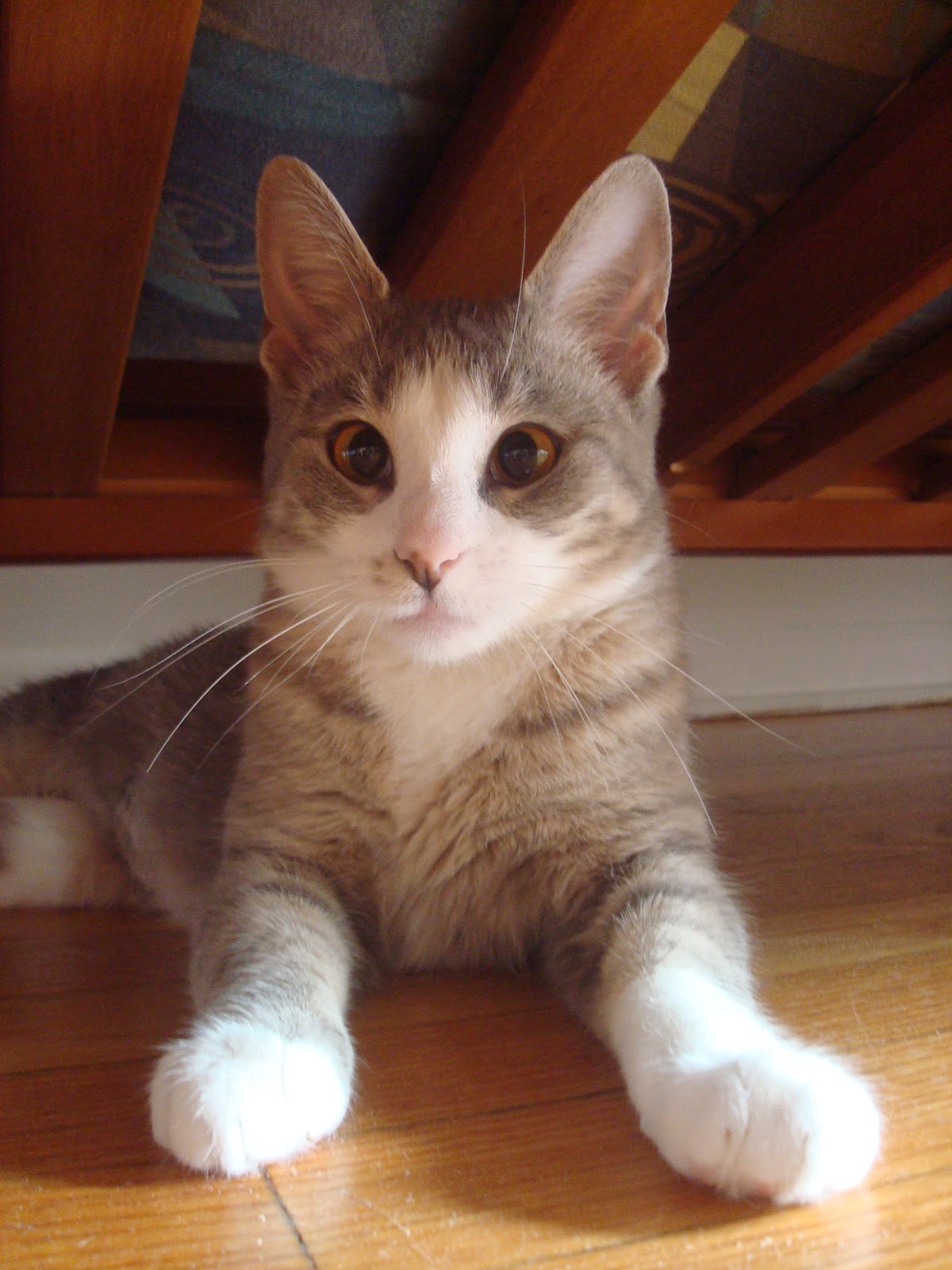 Hyde Park Cats TNR Bean Sprout