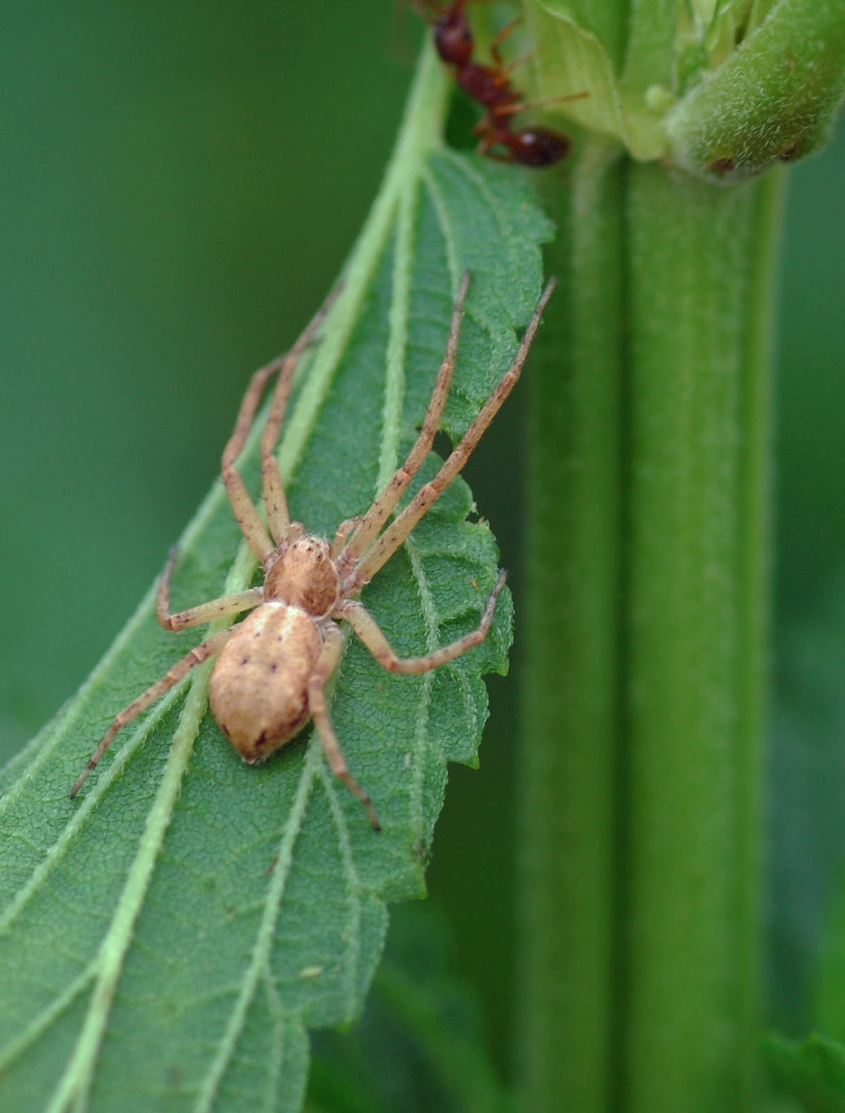 Crab Spider Bite