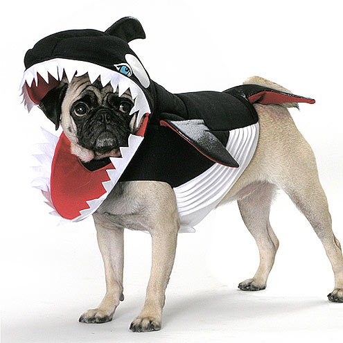 صور كلاب مضحكة Most-funny-dog-costumes+(29)