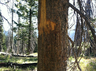 Grizzly Claw Marks