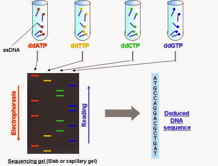 dna sequencing
