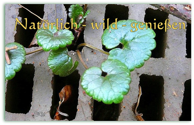                 Natürlich  - wild - genießen