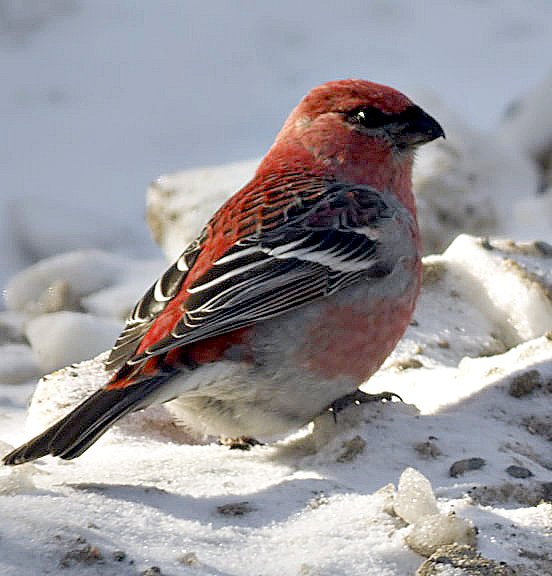 minnesota duluth guide bird