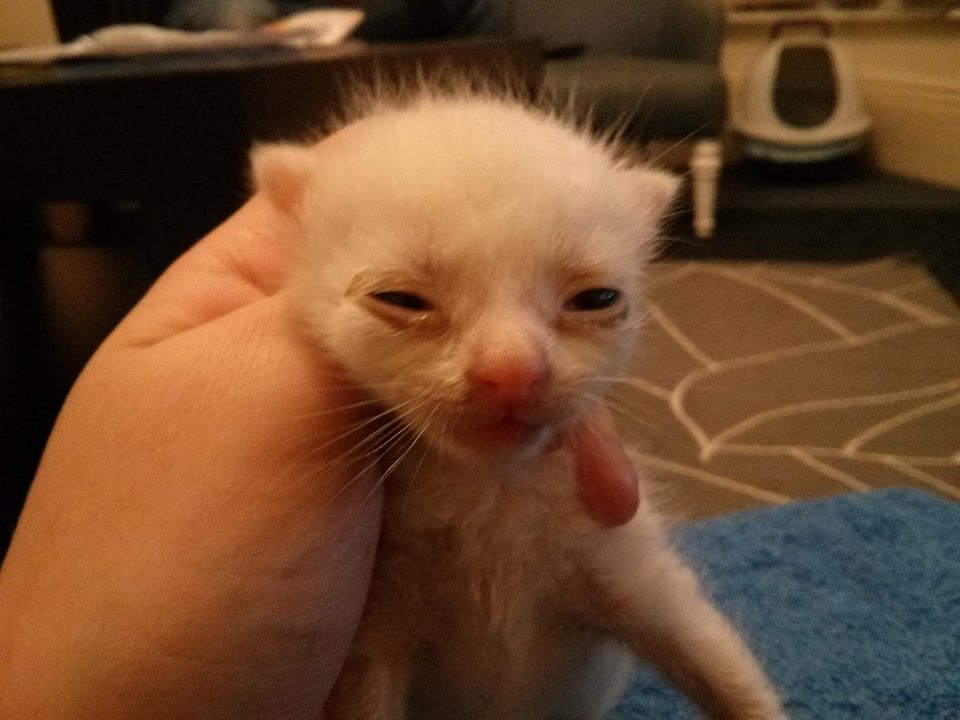 tiny white kitten tiny white kitten