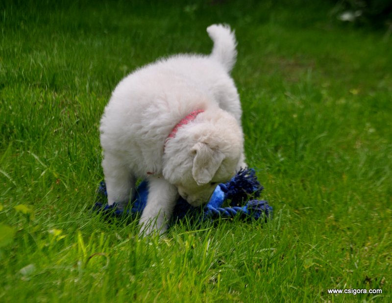 CSiGORAs HUNDbutik Smiley gör varje hund glad!