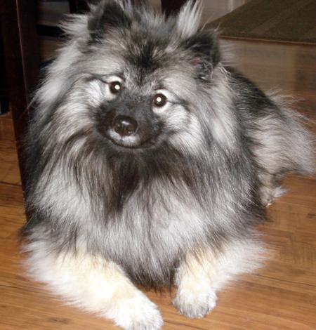 Keeshond Dog Breed Pictures | Dog Pictures Online