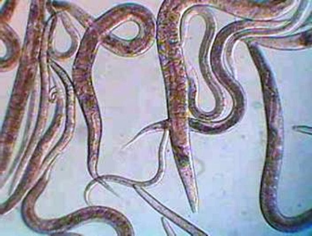 Vinegar Eels Started Culture kit best baby fish foodSHRIMP/PLANT/AQUARIUM/CORAL eBay