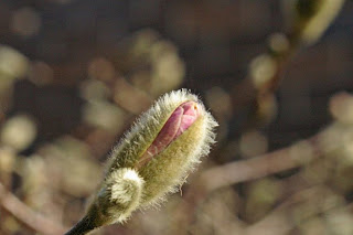 Magnolia