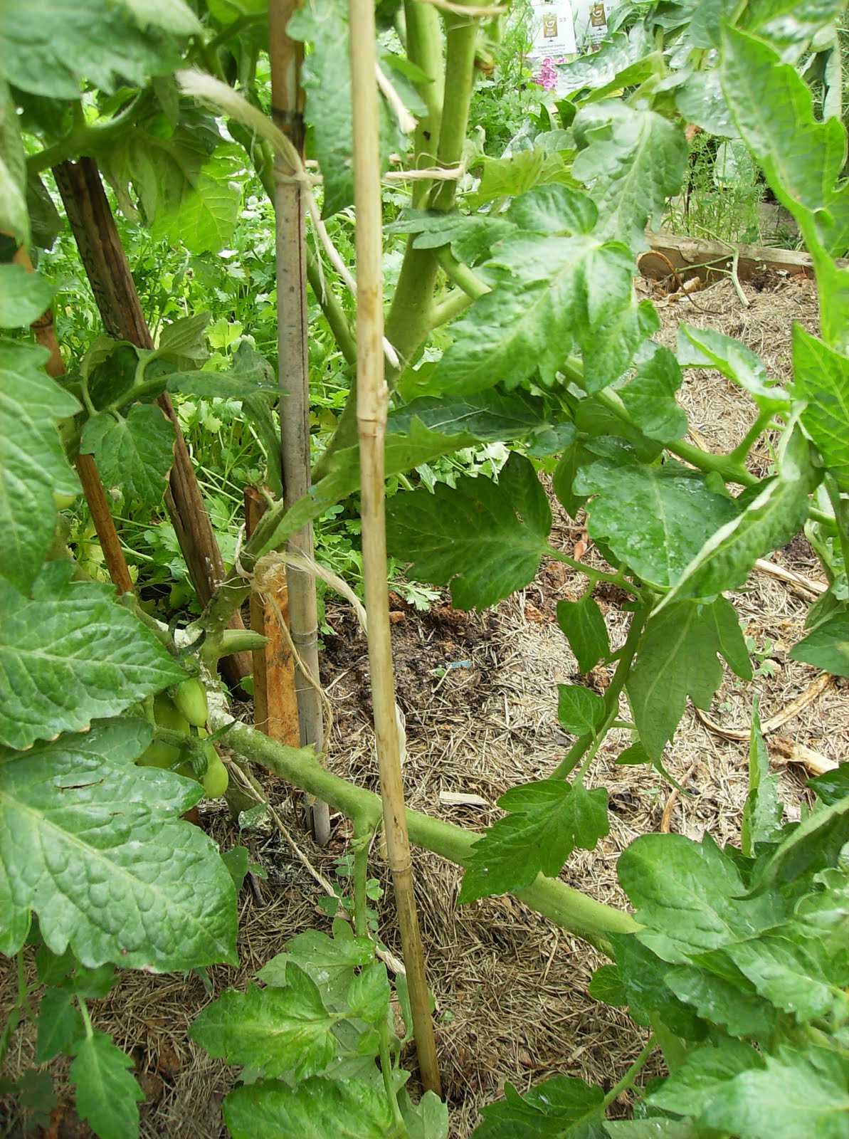 The Rusted Vegetable Garden